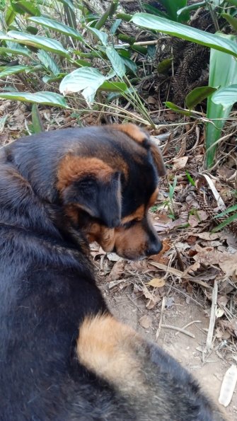 Bartolomeu, o cão vizinho